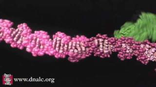 Mechanism of Recombination [upl. by Eidoj]