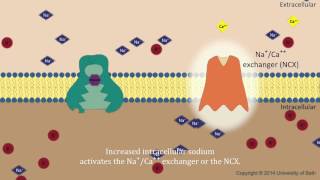 Digoxin  mechanism of action [upl. by Eednim]