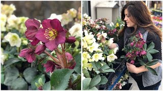 Planting Hellebores  Garden Answer [upl. by Eidualc]