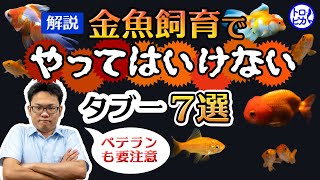 金魚飼育でやっては“いけない”こと7選！タブーの理由も解説！ベテランも要注意 [upl. by Billat]