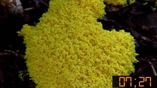 Slime Mold Timelapse [upl. by Fredenburg900]