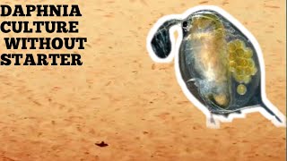 HOW TO CULTURE DAPHNIA NATURALLY WITHOUT A STARTER [upl. by Wilterdink]