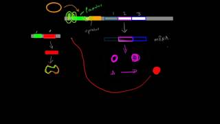 Positive InducibleRepressible Operons [upl. by Ahsyek]