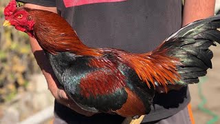 Best Asil Broodcocks 2021 Gamefowl [upl. by Davies175]