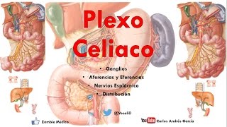 Anatomía  Plexo Solar o Celiaco Ganglios Aferencias Ramos [upl. by Giarg137]