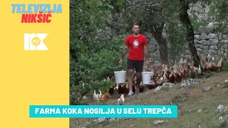 FARMA KOKA NOSILJA U SELU TREPČA [upl. by Steffen]