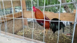 Morning feeding American gamefowl [upl. by Yelsnya]