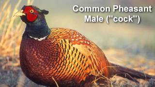 Pheasant  Common Pheasant Bird Call [upl. by Darlene914]