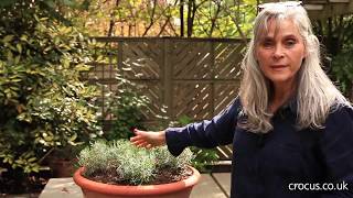 How to prune lavender [upl. by Eillat]