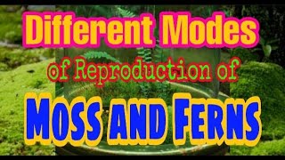 Different Modes of Reproduction of Moss amp Ferns [upl. by Atteuqal374]