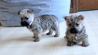 Wayne Weavers Cairn Terrier Pups [upl. by Scheers]