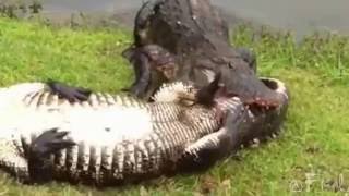 Alligators fight to crocodile and Finish [upl. by Elakram]