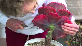 How to Behead and Propagate Ruffled Echeverias [upl. by Samy]