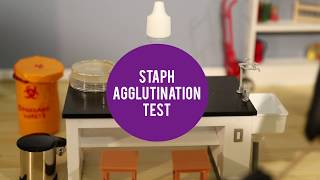 MicroLab  Staph Agglutination Test [upl. by Ettenna]