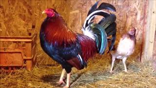 How to Start Gamefowl Breeding 2 [upl. by Copp]