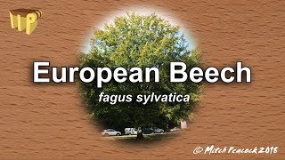 European Beech fagus sylvatica  Mitchs World of Woods [upl. by Faber854]