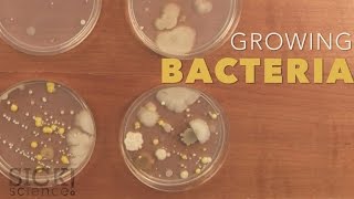 Growing Bacteria  Sick Science 210 [upl. by Legin]