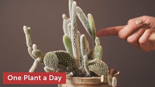 Opuntia microdasys Bunny Ear Cactus Houseplant Care — 8 of 365 [upl. by Dayiz]