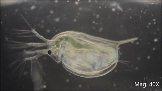 Daphnia magna under the Microscope [upl. by Luapnhoj144]