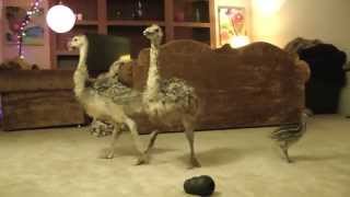 Baby Ostrich dance party [upl. by Rafaelita375]