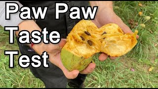 Paw Paw Taste Test Susquehanna Sunflower Mango Prolific NC1 1035 [upl. by Lledrac]