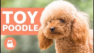 TOY POODLE  Characteristics Character and Care [upl. by Onitsoga784]