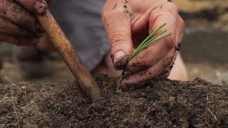 How To Plant Onions And Leeks [upl. by Alauqahs]