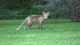 Red Fox Rescued Sarcoptic Mange [upl. by Alaster]