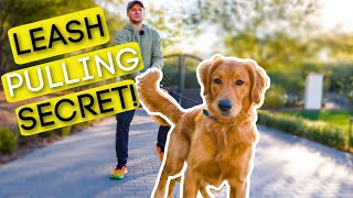 1 TRICK TO STOP YOUR DOG PULLING ON THE LEASH [upl. by Betty]