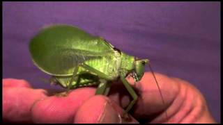 Common True Katydid  Pterophylla camellifolia [upl. by Litnahs]