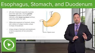 Foregut Development Esophagus amp Stomach – Embryology  Lecturio [upl. by Aicek]