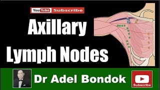 Axillary Lymph Nodes Dr Adel Bondok [upl. by Anual267]