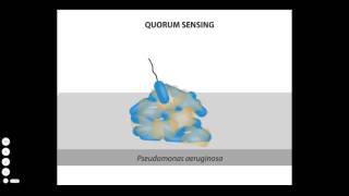 BIOFILM FORMATION [upl. by Damahom360]