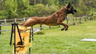 Малинуа  сборник видео 2021 quotБельгийская овчаркаquot Malinois  video collection2021 Belgian Shepherd [upl. by Adnauq]