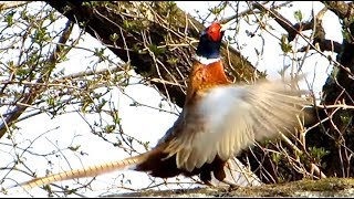 Common Pheasant making loud sounds with fluttering wings [upl. by Razaile591]