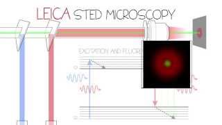 STED Confocal SuperResolution  Leica TCS SP8 STED 3X [upl. by Reeve]