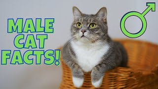 12 Surprising Facts About Male Cats 9 is Disturbing [upl. by Odawa]