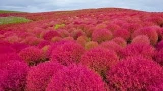 How to Germinate and Grow Japanese Pink Kochia Scoparia Grass Seeds  Part 1 [upl. by Gweneth941]