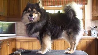 Dog Breed Video Finnish Lapphund [upl. by Topping]