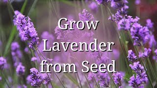 Grow Lavender from Seed [upl. by Boehike]