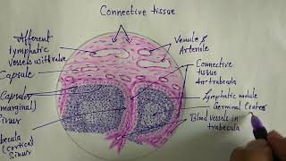 Histology of lymph node [upl. by Madora]