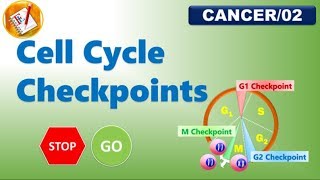 Cell Cycle Checkpoints FLCancer02 [upl. by Bekha]