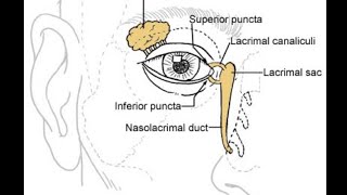 Orbital anatomy tutorial [upl. by Aleirbag]