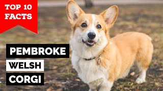 Pembroke Welsh Corgi  Top 10 Facts [upl. by Vasilek]