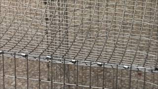 How to Build an All Wire Rabbit Cage [upl. by Lynnet483]