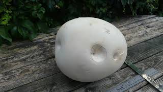 Giant Puffball Mushroom Identification [upl. by Boot]