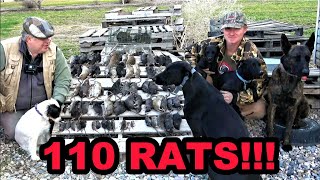 Rats DESTROYED by Mink and Dogs [upl. by Anerak]