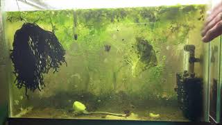 Scuds Daphnia Cherry Shrimp Copepods My aquatic food culture [upl. by Sesom830]