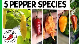 The 5 Major Pepper Species  Grow Interesting Pepper Varieties  Pepper Geek [upl. by Alcus]