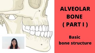 ALVEOLAR BONE  Part I  II Basic Structure Of Bone [upl. by Colin]